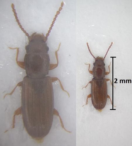 Cryptolestes duplicatus